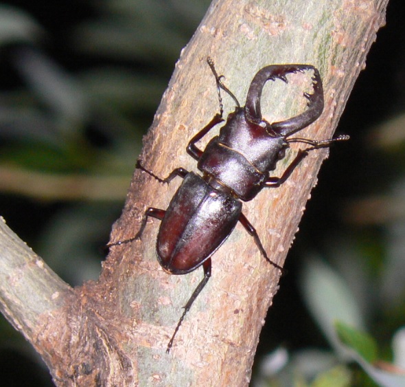 川縁のヤナギ(左)_立派な大顎をもつノコギリクワガタの♂_2021年6月10日20時頃 気温25度